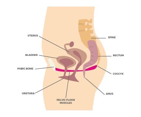 Pelvic_floor_function_480x480
